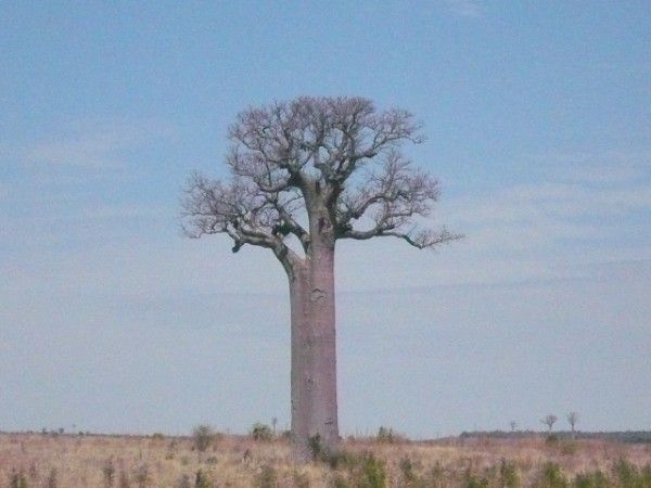 Baobab